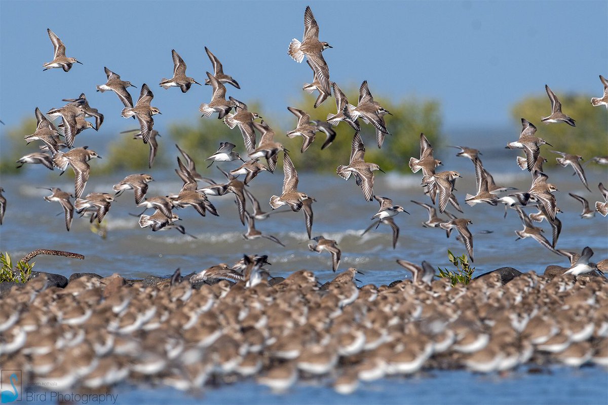 It’s was indeed a good day at the beach, as a birder saw a “squadron” and also a “cluster” 

Any guesses what exactly we saw? 

Here’s an image of a “congregation” of plovers mixed with a flock of curlew sandpipers

#IndiAves #birdsinflocks #happysclick