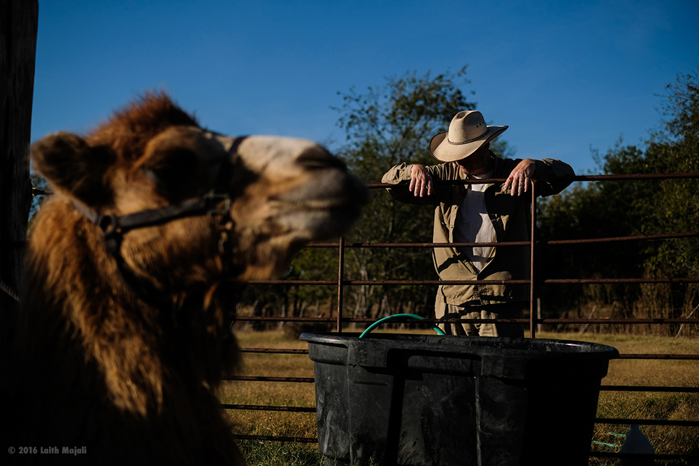 lmajali's tweet photo. For a number of years I've been photographing the story of America's camels. It's one that goes way back in time. Here's one I took in Texas in 2016. TX, AZ and CA are rich with 🐫🐪history. Can't wait to get on the road again and continue this project. #camels #camelsinamerica https://t.co/tWojPS5V0o