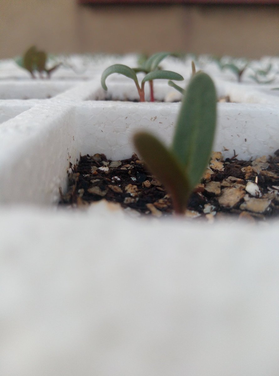 SOVlegacy's tweet photo. This is what day 7 looks like

#SeedlingProduction
#SeedOfVictory
#Agribusiness https://t.co/CQWhhZoaOj