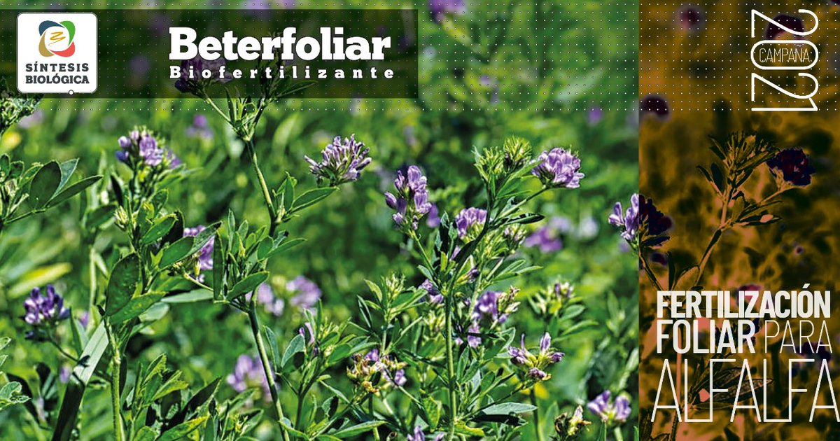 summabio's tweet photo. Esta foto no está editada ¿Querés que tus cultivos se vean así?
Entonces #Sintetizate e incorporá Beterfoliar a tu producción
Mayor Nutrición
Mayor Calidad
Mayor Sanidad
.
.
.
#Alfalfa #Cultivos #Beterfoliar
#Fertilizante #Bioestimulante #MPCB #Biocontrol #Agro #Agroecología https://t.co/AQCfaDH4Vm