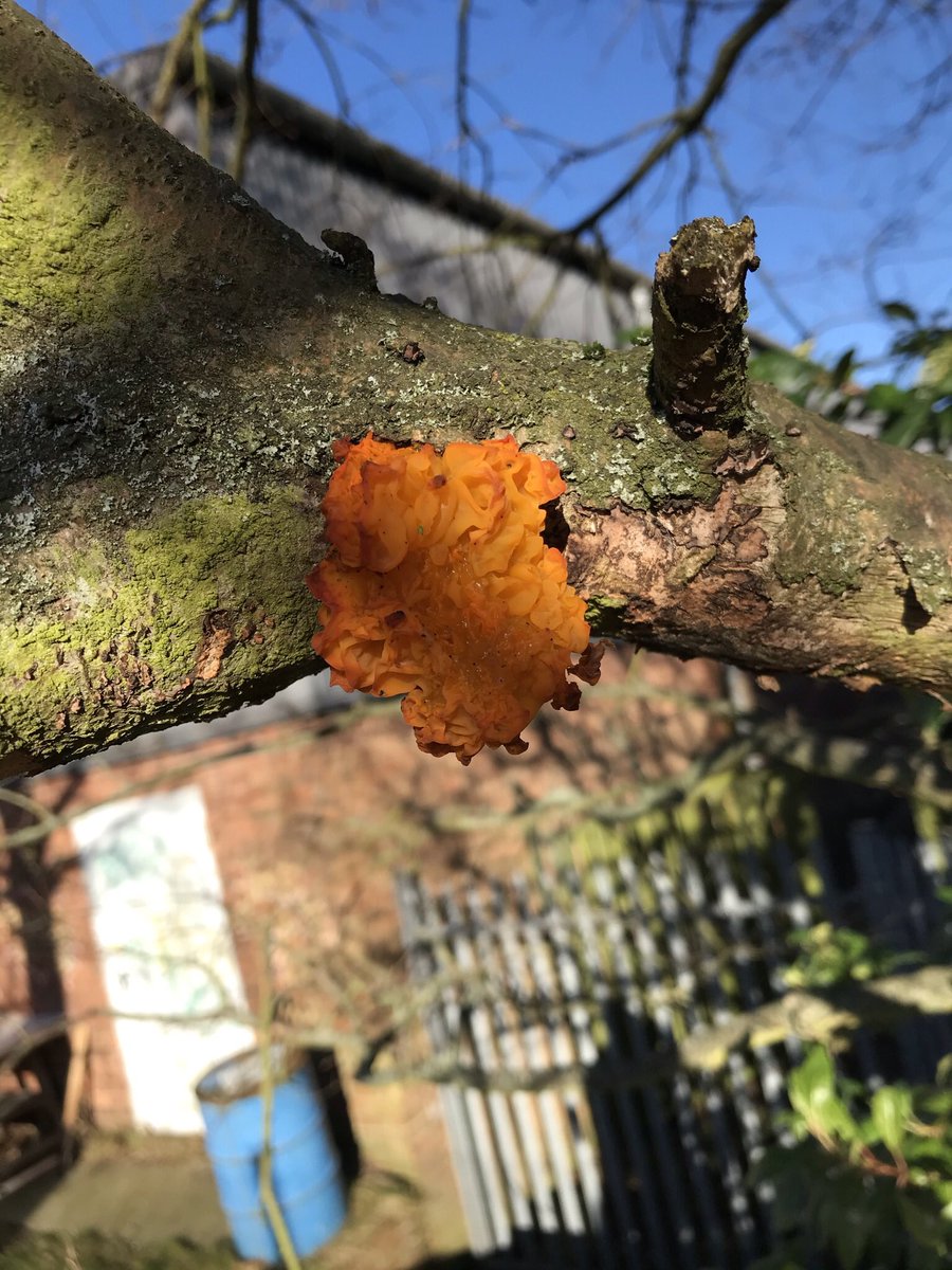 Can anyone on Twitter tell me if this fungi is Tremella aurantia or Tremella mesenterica? It was situated on a oak branch that was dead.