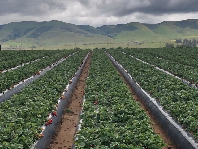 FarmsCorona's tweet photo. This #View never gets old ! 🍓
#SpringCrop #CoronaStrawberries #Berryville #SweetnYummy #MesaView #CaliforniaGrown #EatStrawberries #Vitaminc #GotStrawberries #CentralCoast #SantaMaria #SantaMariaStrawberries #Produceneversleeps #WorldWide 📦 #CoronaFamilyFarms 🍓 https://t.co/aYuZxJ4FXc