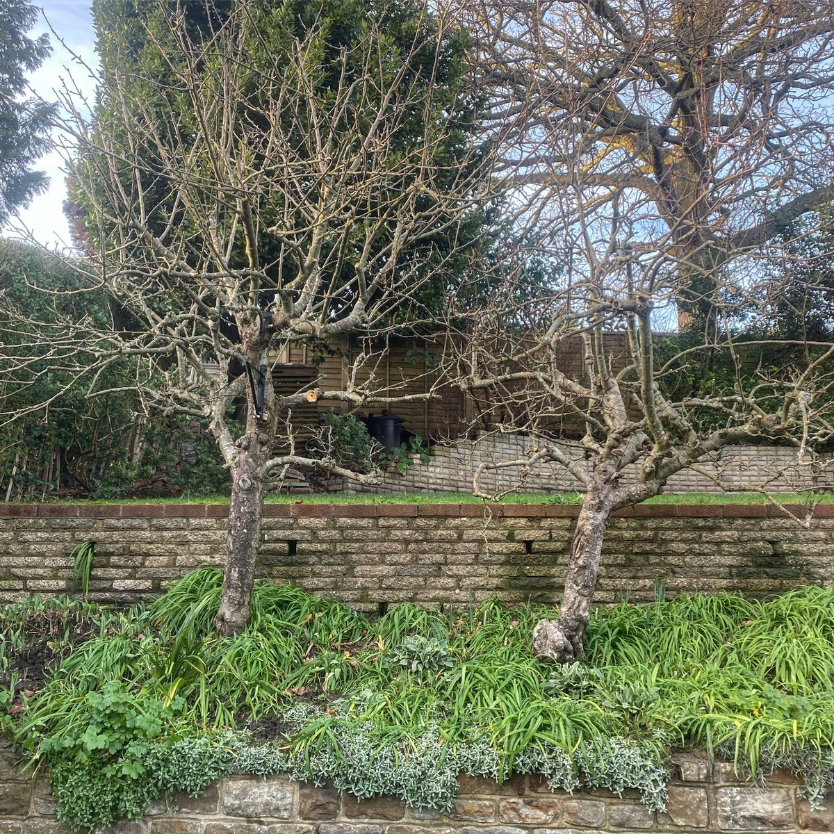 ruttysark's tweet photo. Always a tricky balance - #fruittreepruning - removing enough to ensure good health, space, light, vitality &amp; room for new growth to establish, versus leaving enough behind to ensure a good yield and a satisfying form. 
#fruitgardening
#gardening 
#pruning https://t.co/HkqCKZmQ2S