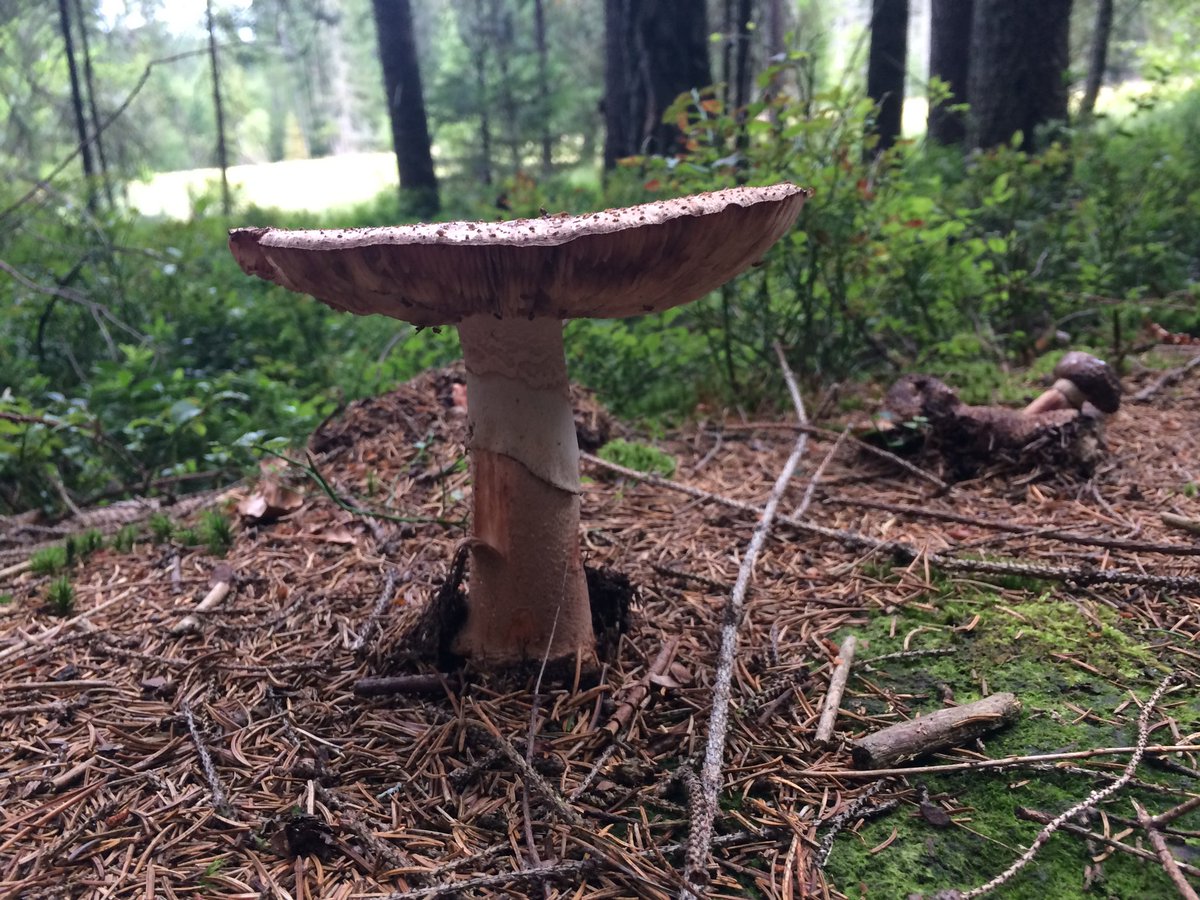 2017 mushrooms 🍄 #fungalfriday