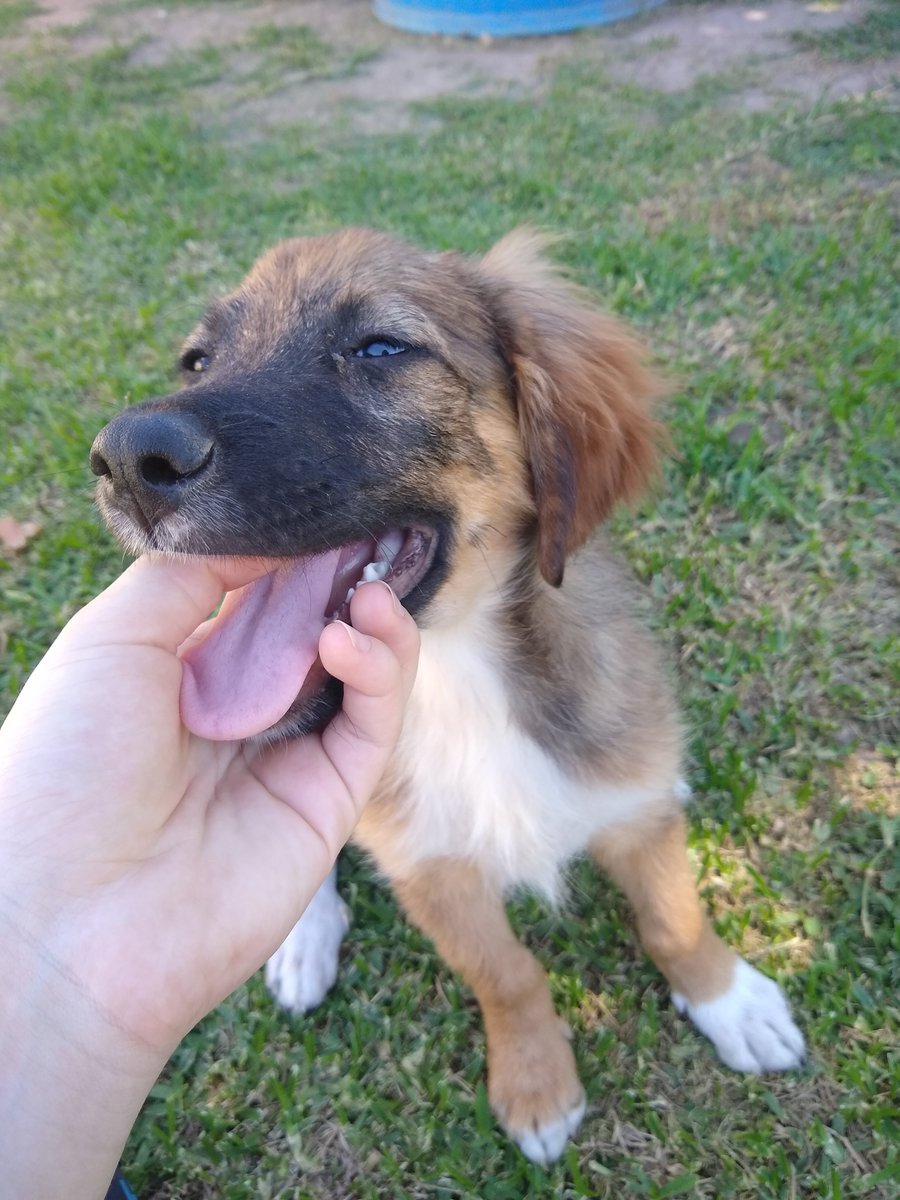 antoamadeob's tweet photo. Encontré este cachorrito ayer en el Mariano Max. Lo tengo provisoriamente porque no lo puedo adoptar. Si saben si es de alguien o lo quieren, avisenme. Compartiendo me re ayudan a encontrarle una familia❣️ https://t.co/ExTh3Hbngq