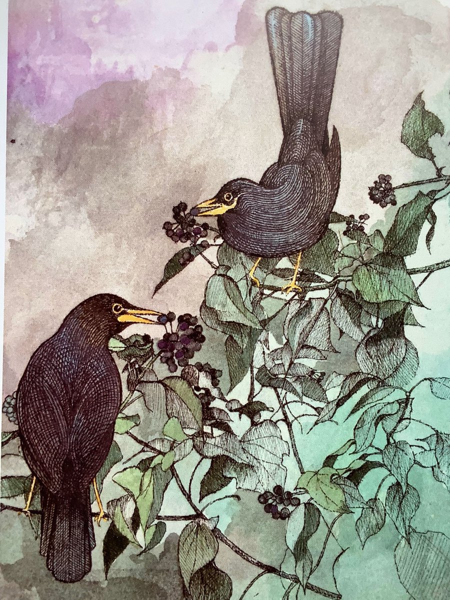 Blackbirds drawn by the late John Furnival who taught at Bath Spa University and had an exhibition in our gallery last year. theguardian.com/artanddesign/2…
