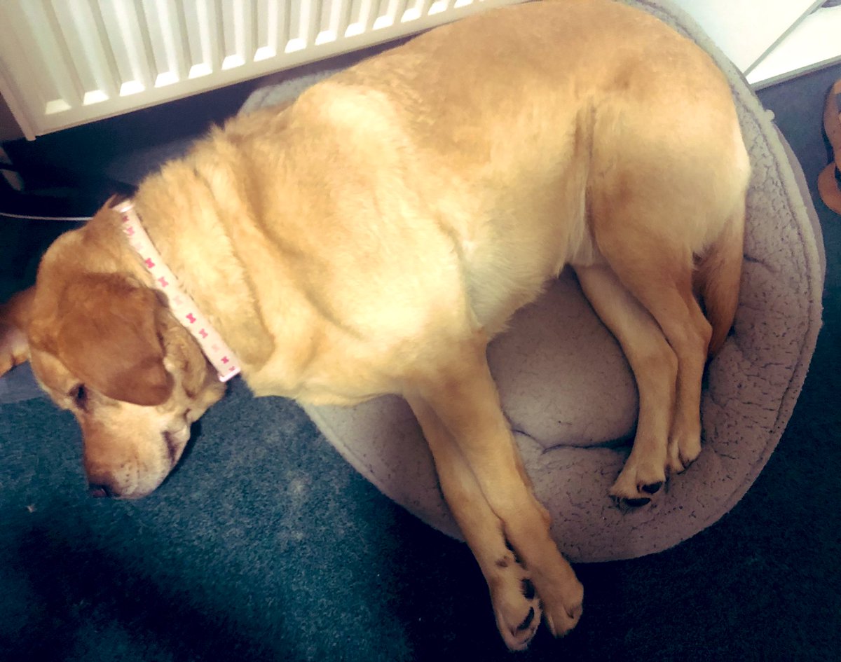 The Boss couldn’t work out why I was sulking until his wife told him I’d accidentally been put in my sister’s collar after grooming! 🙄 🦮 #guidedogsfortheblind #guidedogs #doilookgoodinpink