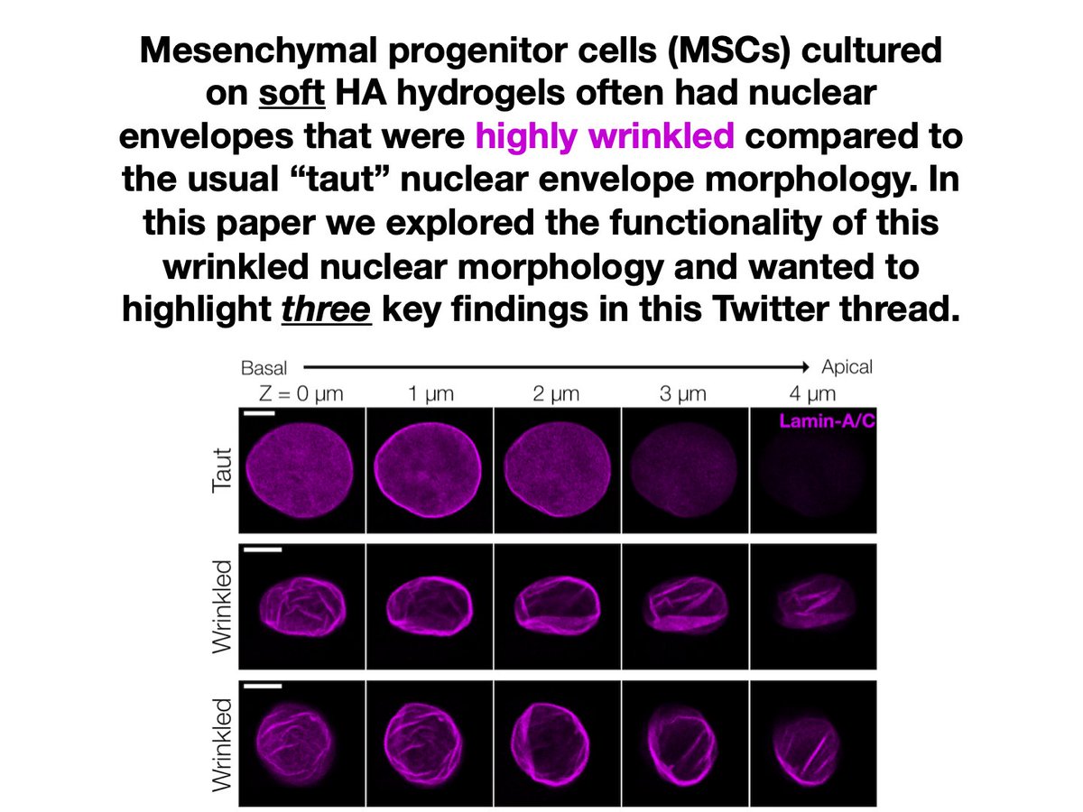 Excited to share that the last piece of my PhD work in the  @MauckLab is out now in  @Biomaterials_ , where we further explore the role of nuclear envelope wrinkling in mechanotransduction! A few of our main findings from the paper below (1/n):  https://www.sciencedirect.com/science/article/abs/pii/S0142961221000132?via%3Dihub