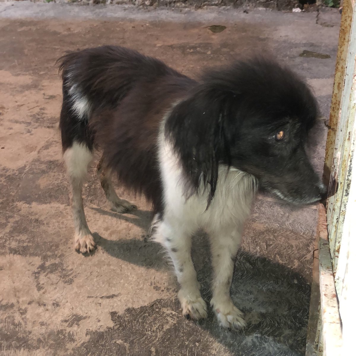 Update:
His name is Phelps. He’s 12 years old and has a liver/digestive problem that means he cannot retain weight. He’s receiving treatment (maybe not first world) but he is cared for and loved.
Here we found him, safe and at home behind his gate.
Please support animal rescue 🙏