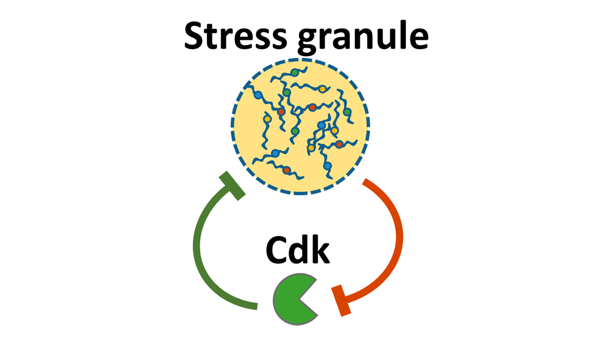 Cdk modulates mRNA and protein condensation as a bistable system that allows stress granule formation only after stress signals reach a critical threshold. From Galal Yahya, Martí Aldea, Carme Gallego <a href="/IBMB_CSIC/">IBMB</a> and colleagues: bit.ly/39SpUzL
#Cellcycle #RNAbiology