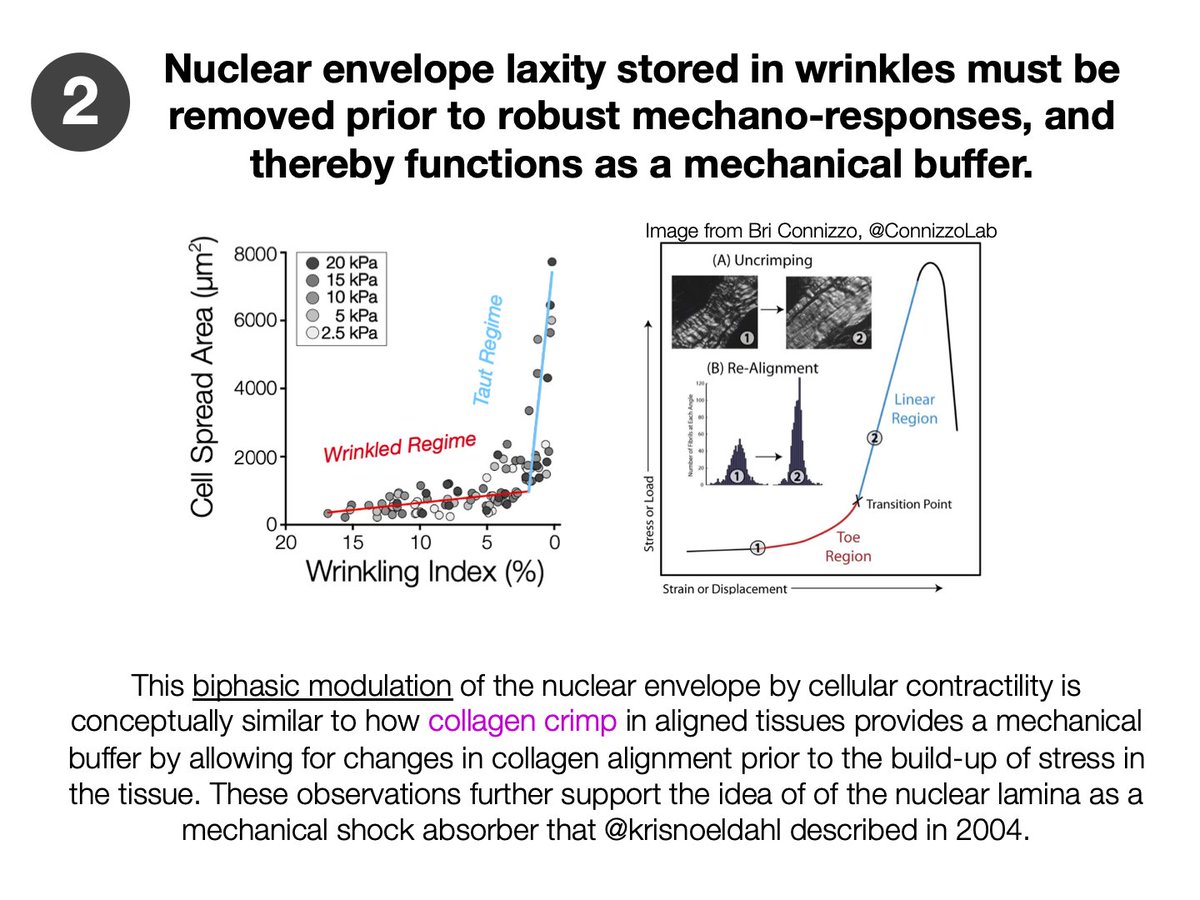 (4/n): These observations further support the idea of of the nuclear lamina as a mechanical shock absorber that  @krisnoeldahl described in 2004. (thanks  @brianneconnizzo for the extra image!)