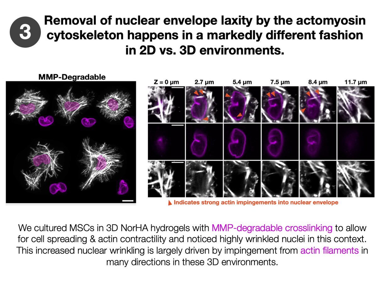 (5/n): Removal of nuclear envelope laxity by the actomyosin cytoskeleton happens in a markedly different fashion in 2D vs. 3D environments.