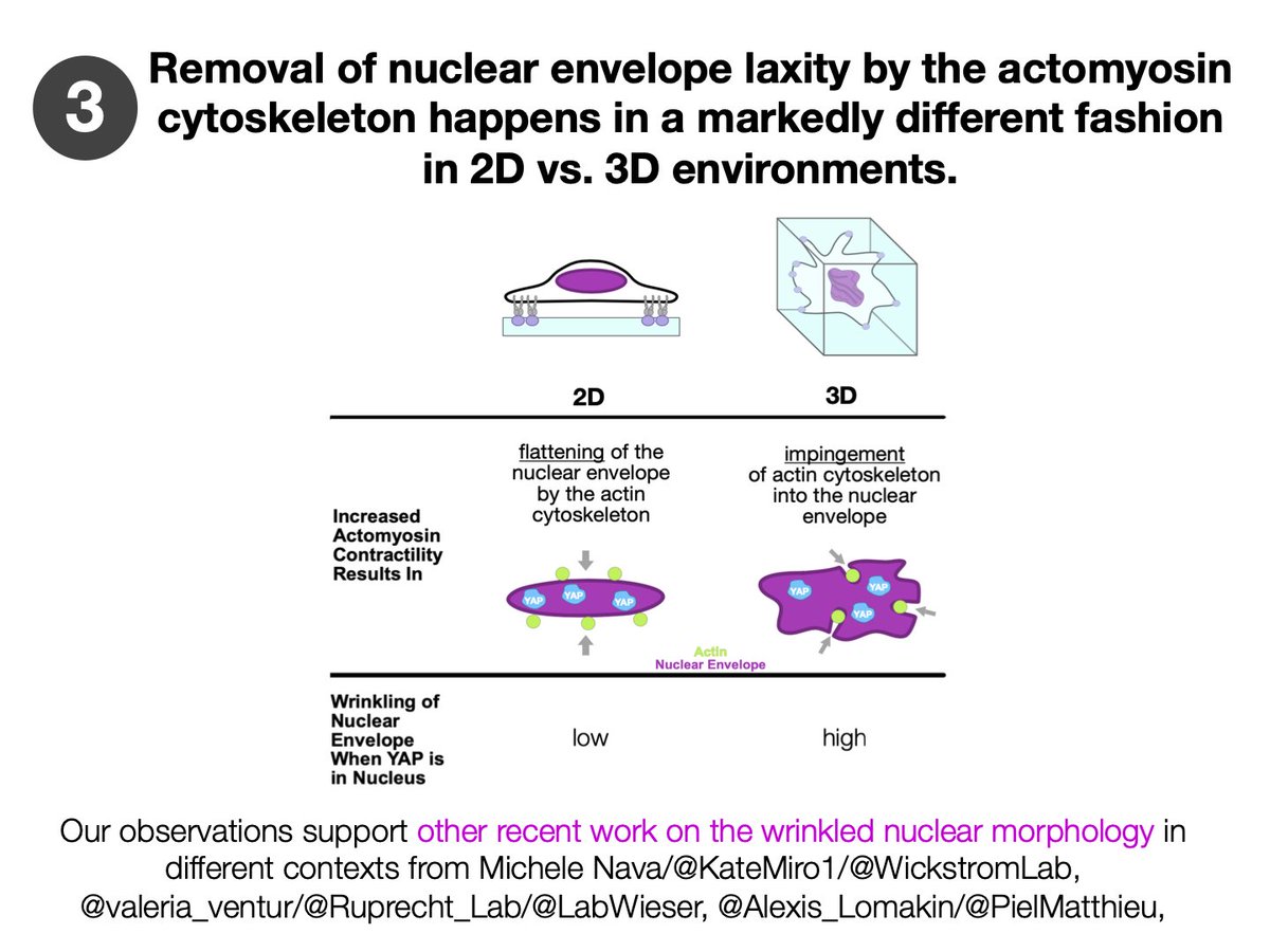 (7/n): A quick summary image. Our observations support other cool work out recently on the wrinkled nuclear morphology in different contexts from (Michele Nava/ @KateMiro1 / @WickstromLab), ( @valeria_ventur / @Ruprecht_Lab /Weiser Lab), ( @Alexis_Lomakin/ @PielMatthieu) and others!