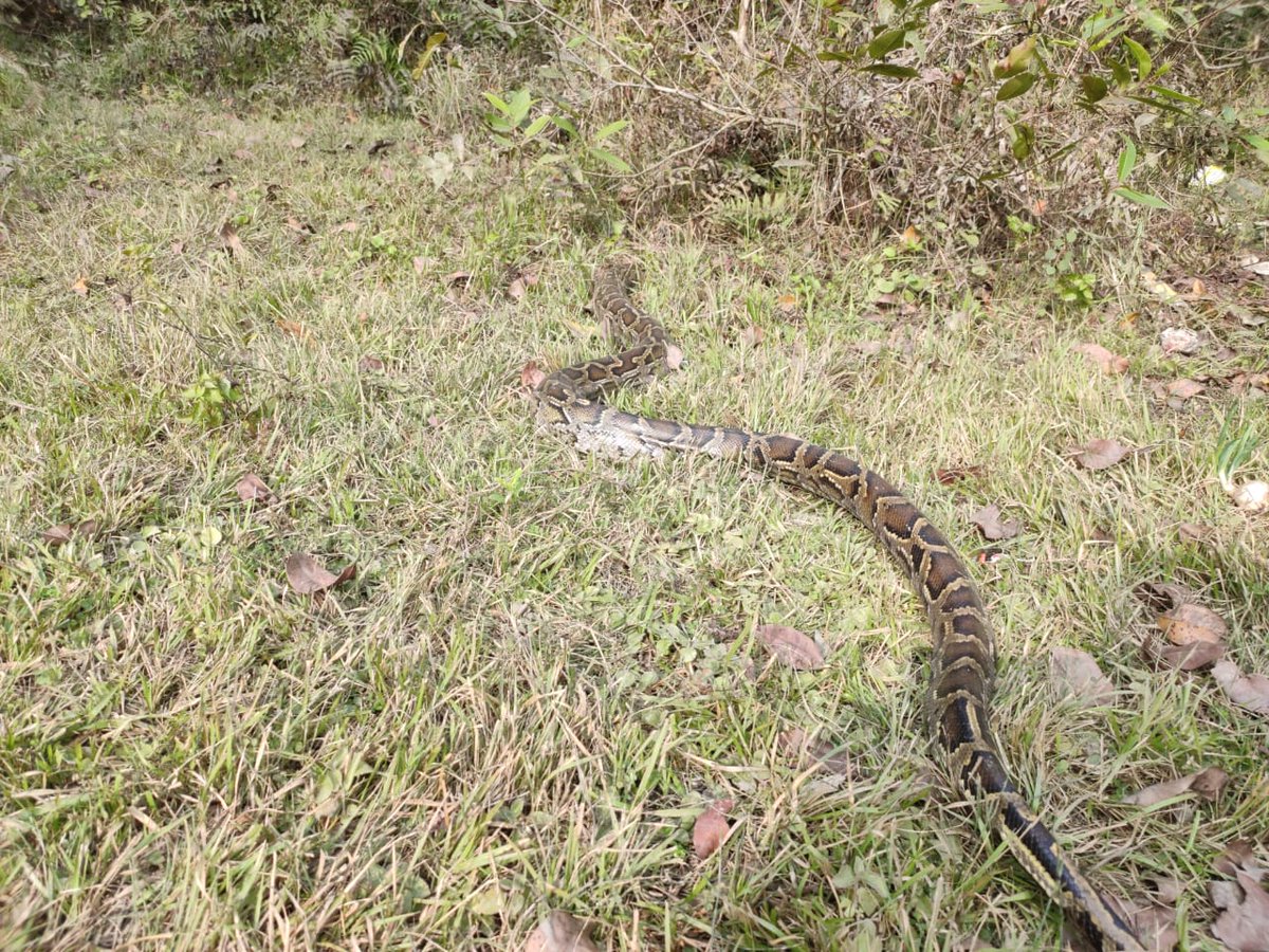 SSBFTRLUCKNOW's tweet photo. Commited to save wildlife and forest on Indo-Nepal border.
Python was rescued from residential area , 27 quails and illegal Wooden logs were seized.
#22BN 
#66BN
#wildlife
@moefcc
@wti_org_india
@WCT_India
@DGSSB 
@UpforestUp 
@WCCBHQ 
@PIBHomeAffairs https://t.co/XM5PM8KwCj