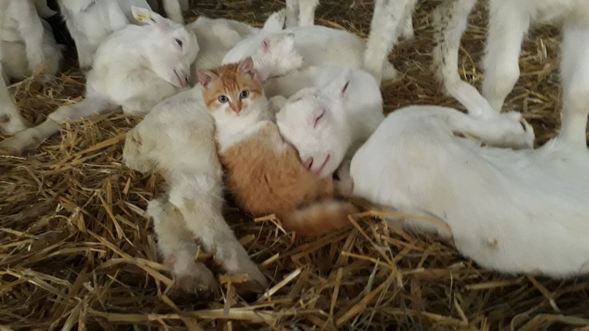 MarieViargues's tweet photo. Je crois que niveau mignon on est au sommet..... photos de ma belle sœur que je ne pouvais pas ne pas partager 😉
Désolée @Charmond44
Mais j'ai trouvé plus choupinou que tous les #agneauchoupi
 #agricultrice #aveyron #élevage #chevre https://t.co/RgJMPztS6i