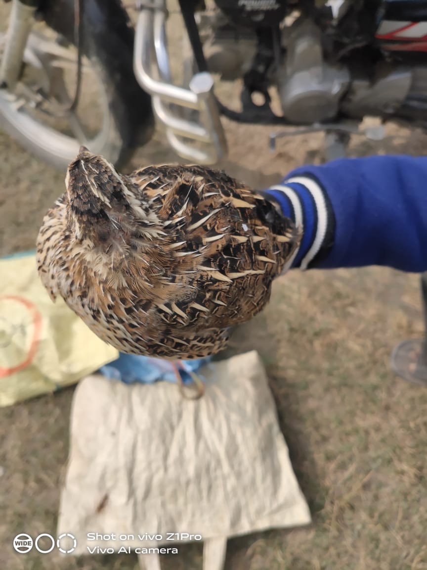 SSBFTRLUCKNOW's tweet photo. Commited to save wildlife and forest on Indo-Nepal border.
Python was rescued from residential area , 27 quails and illegal Wooden logs were seized.
#22BN 
#66BN
#wildlife
@moefcc
@wti_org_india
@WCT_India
@DGSSB 
@UpforestUp 
@WCCBHQ 
@PIBHomeAffairs https://t.co/XM5PM8KwCj