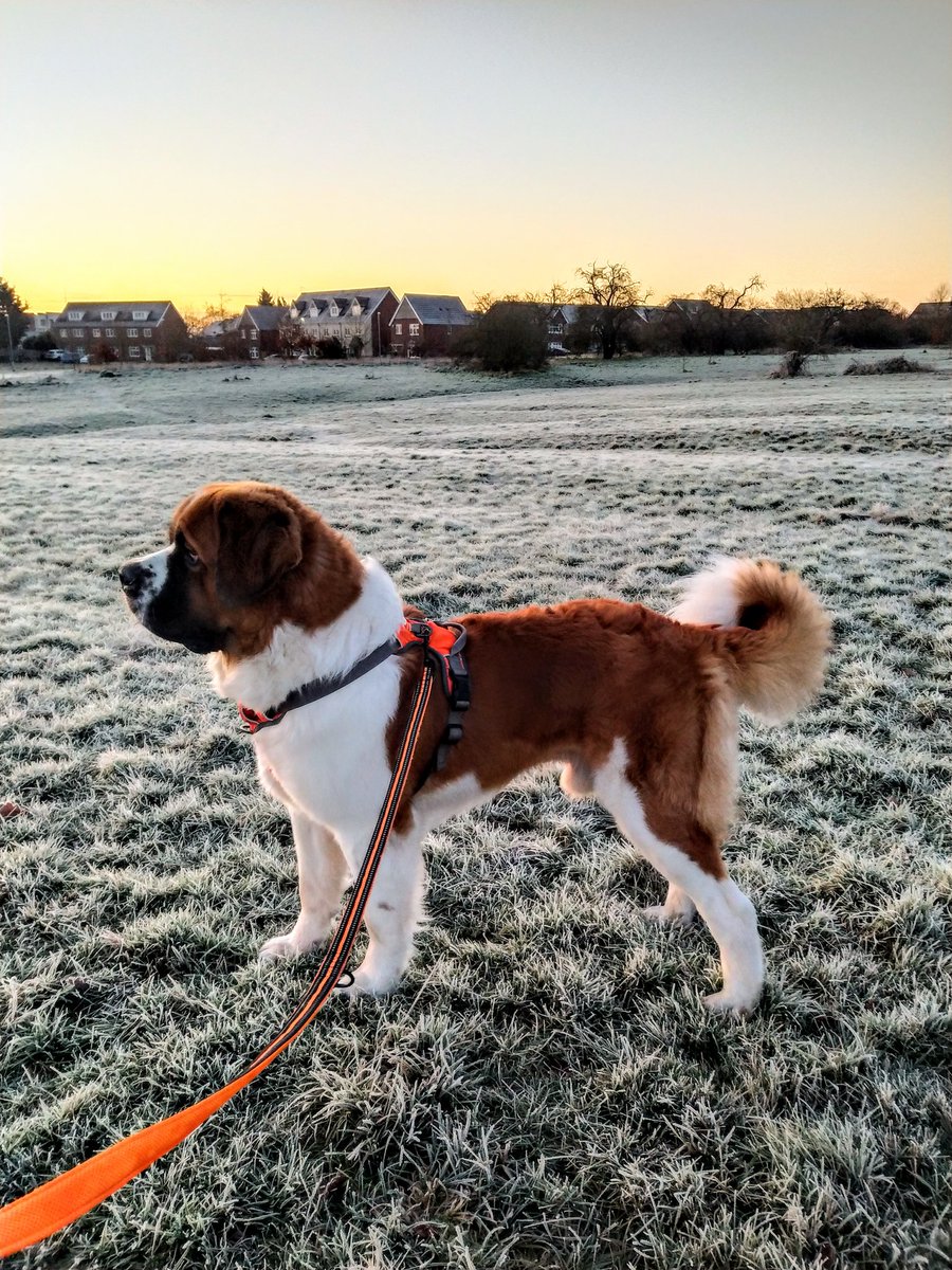 ProjectDog1's tweet photo. A great big happy Friday from the team at #projectdog !! We've received amazing interest for the #projectdogalliance and are happy to announce that the first meeting will be held on the 1st of March 🐶 More information to follow! 
Email projectdog@glos.ac.uk https://t.co/aCQVPDkyhG