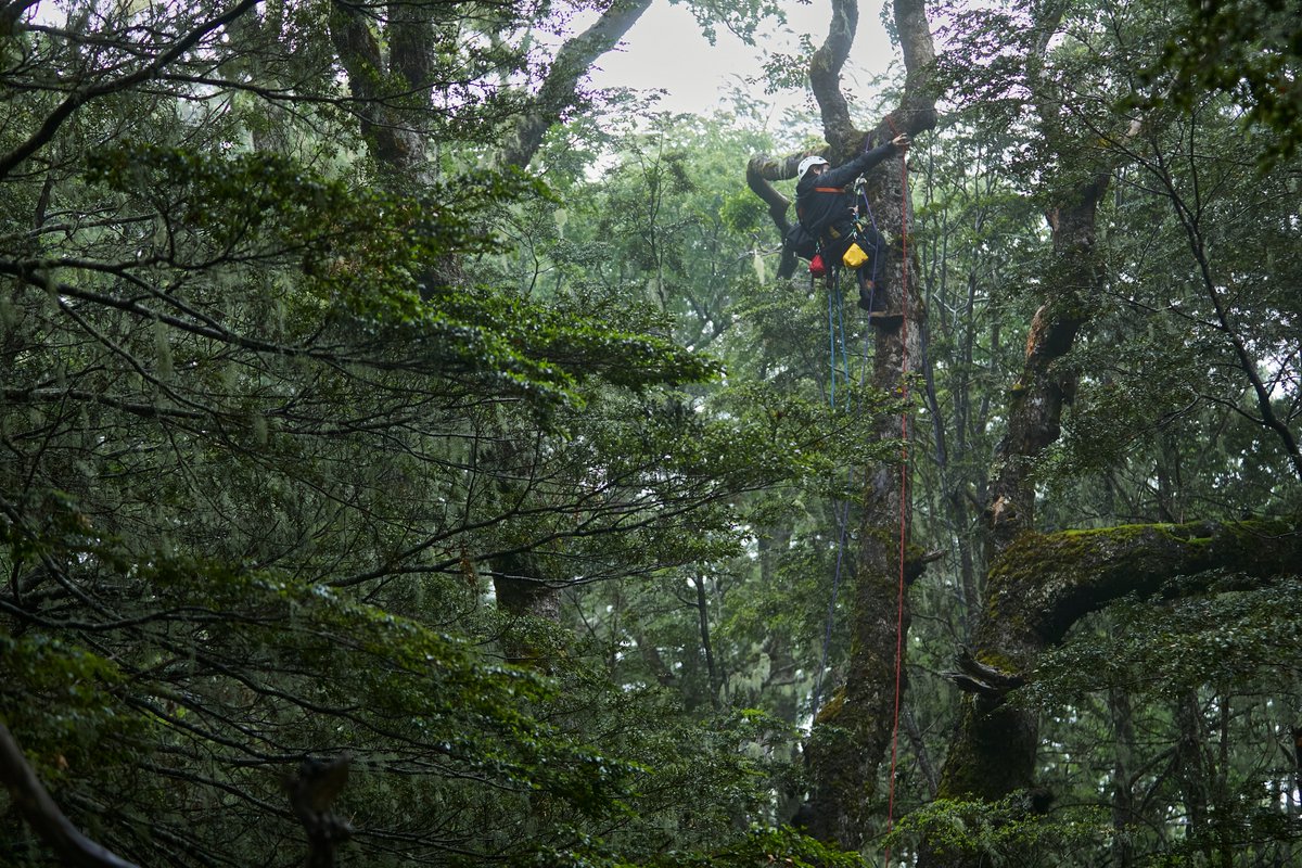 Rainforest Connection tweet media