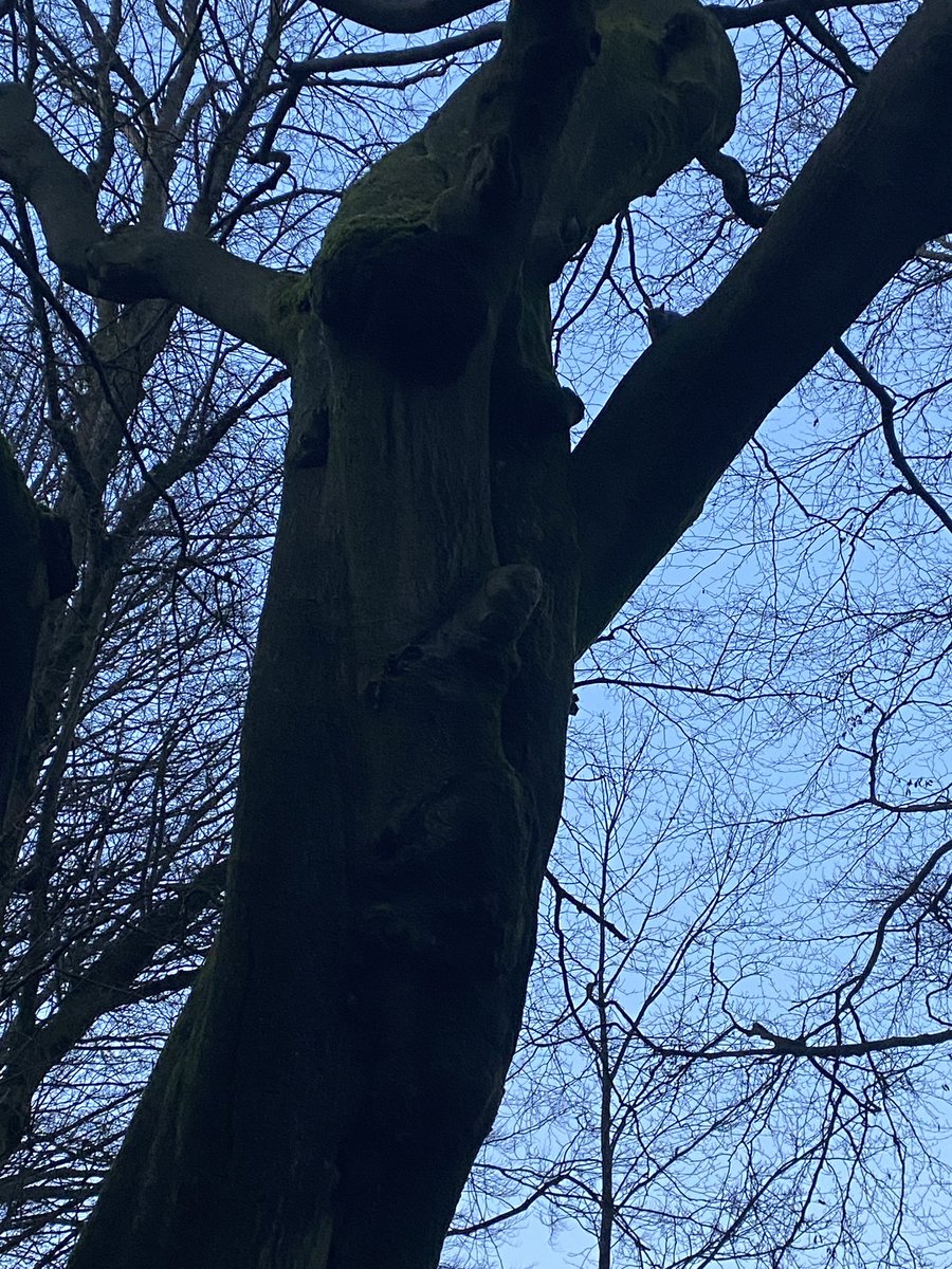 CcaEco's tweet photo. Enjoy your weekend and get some nature therapy, even just a short walk has many benefits and is a great distraction from lockdown and indoor chores! @Head_CCA @therapy_lead #greatoutdoors #copingwithlockdown #strategies #naturetherapy #forestbathing 🌲🌳🌲🌳 https://t.co/XA3tp8uqKs