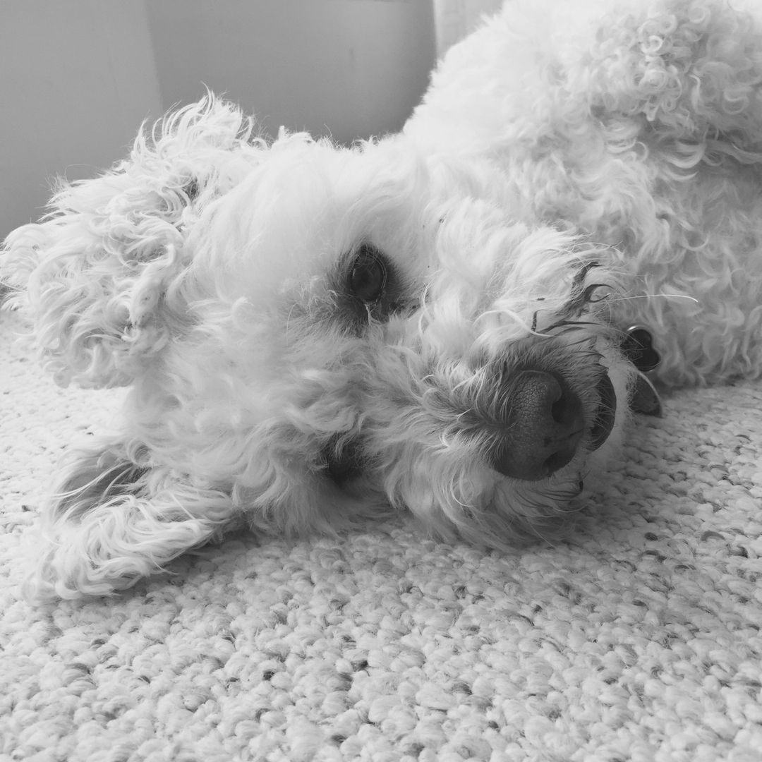 For any of you that’s been on a member call with me and heard a faint snoring in the background, this is who is responsible for the snoring. 

He loves to sleep under my desk while I work. #TakeYourDogToWork

Setup your member call inside the community! #CallMe📞

 Join the W