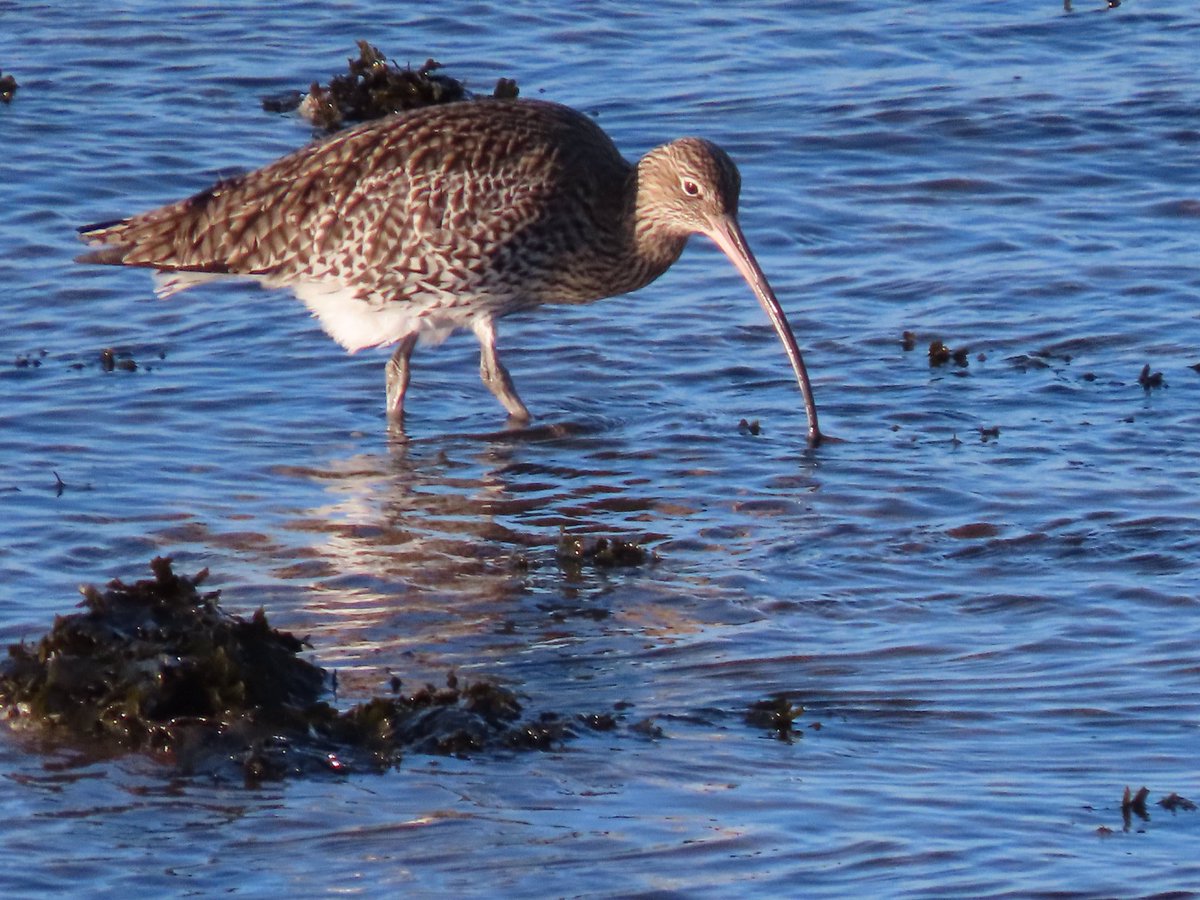 GuidingHelen's tweet photo. Even more wonderful sights on our @BBCWinterwatch walk today https://t.co/5psCs2Rj9U