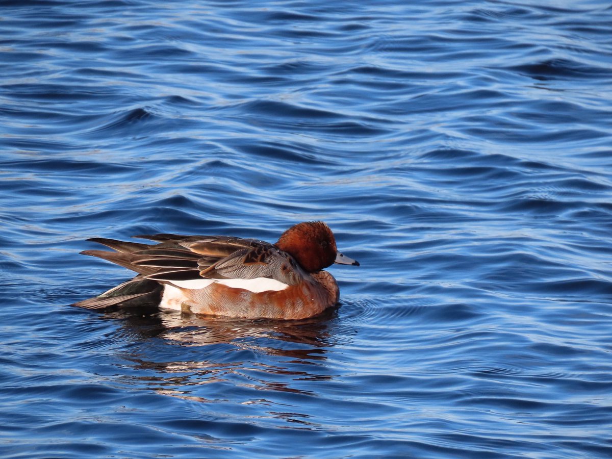 Even more wonderful sights on our <a href="/BBCWinterwatch/">BBC Winterwatch</a> walk today