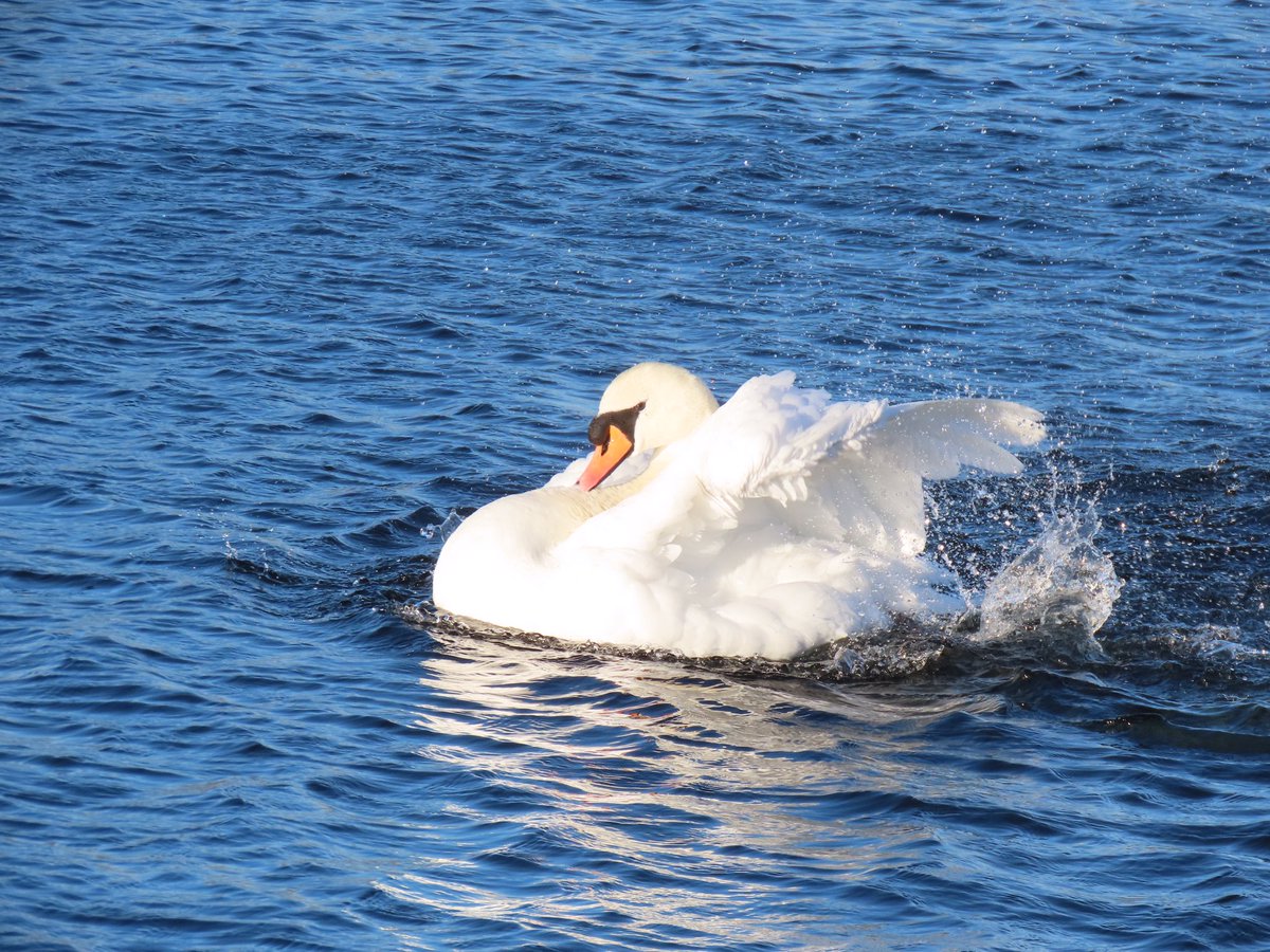 GuidingHelen's tweet photo. Even more wonderful sights on our @BBCWinterwatch walk today https://t.co/5psCs2Rj9U