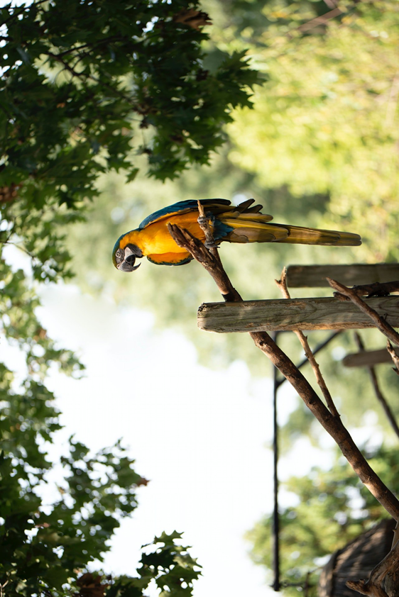 We were able to postpone the date that AWS will require that customers add a CORS header configuration to Amazon S3 buckets to February 10, 2021. This may impact your image annotation HITs - please read &amp; add a CORS header to S3 today!

#CORS #EXIF #MTurk

go.aws/2XXEZdI