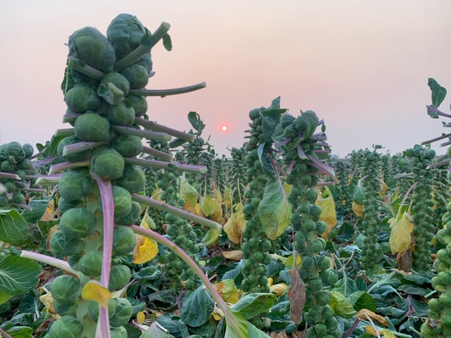 Church_Brothers's tweet image. Dr. Suess book or just a Brussels sprouts field? The world may never know... #BrusselsSprouts #Ag #SalinasValley #EverydayImBrusselin