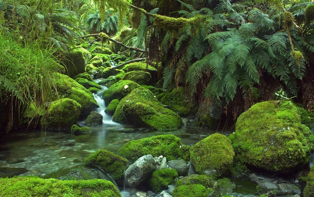GuestNZ's tweet photo. Aptly named "the Enchanted Forest", it is easy to see why this part of the #MilfordTrack walk is so loved by photographers. Yet another gorgeous part of native flora to be found in the #Fiordland National Park on the South Island of New Zealand. https://t.co/FBRSPciaYO