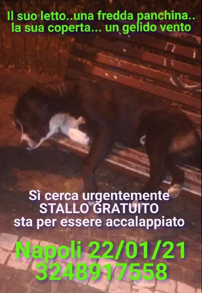 Meglio Un Giorno Da Leone Che Mille Da Cento