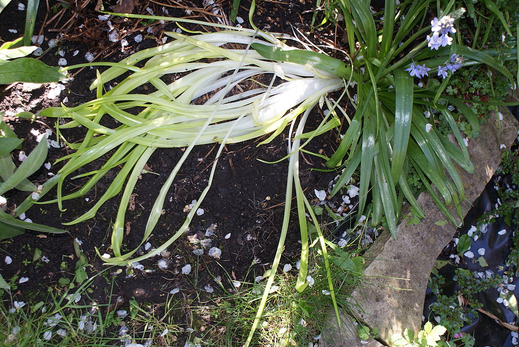 From Wikipedia: Etiolation /iːtiəˈleɪʃən/ is a process in flowering plants grown in partial or complete absence of light. It is characterized by long, weak stems; smaller leaves due to longer internodes; and a pale yellow color (chlorosis).