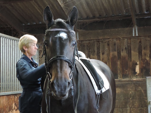 SaddleResearch's tweet photo. News on exciting equine research + a new SRT Happy Athlete in this months edition. Have a read! 🐴🙂
https://t.co/kKMCA2U0Il

@BEVA_news @BritishHorse @HorslyP @britishdressage 
@BritEquestrian https://t.co/KhMmOaXcZl