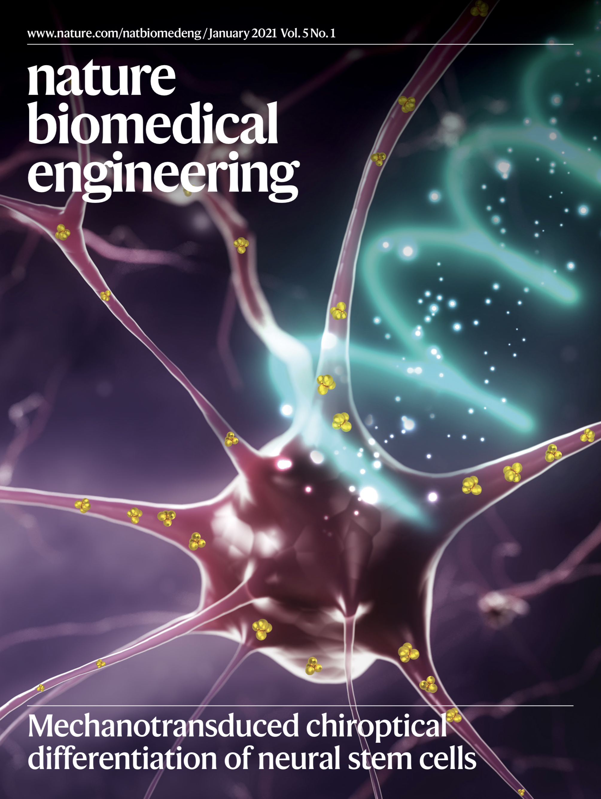 Nature Biomedical Engineering on Twitter: "The January cover illustrates the differentiation of neural stem cells the transduction of photons into force DNA-bridged chiral assemblies of gold nanoparticles entangled with