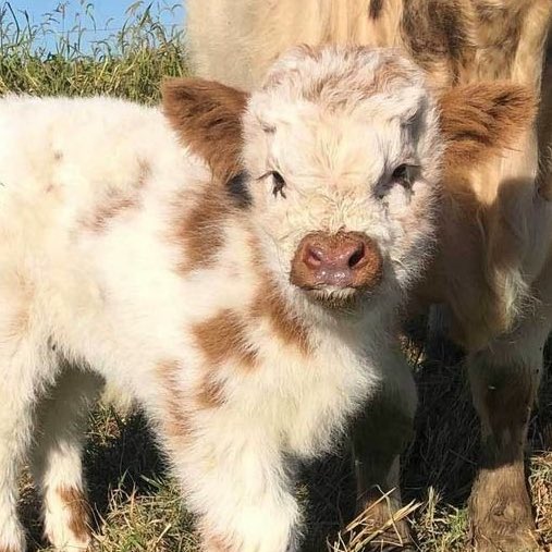 they are just very friend shaped