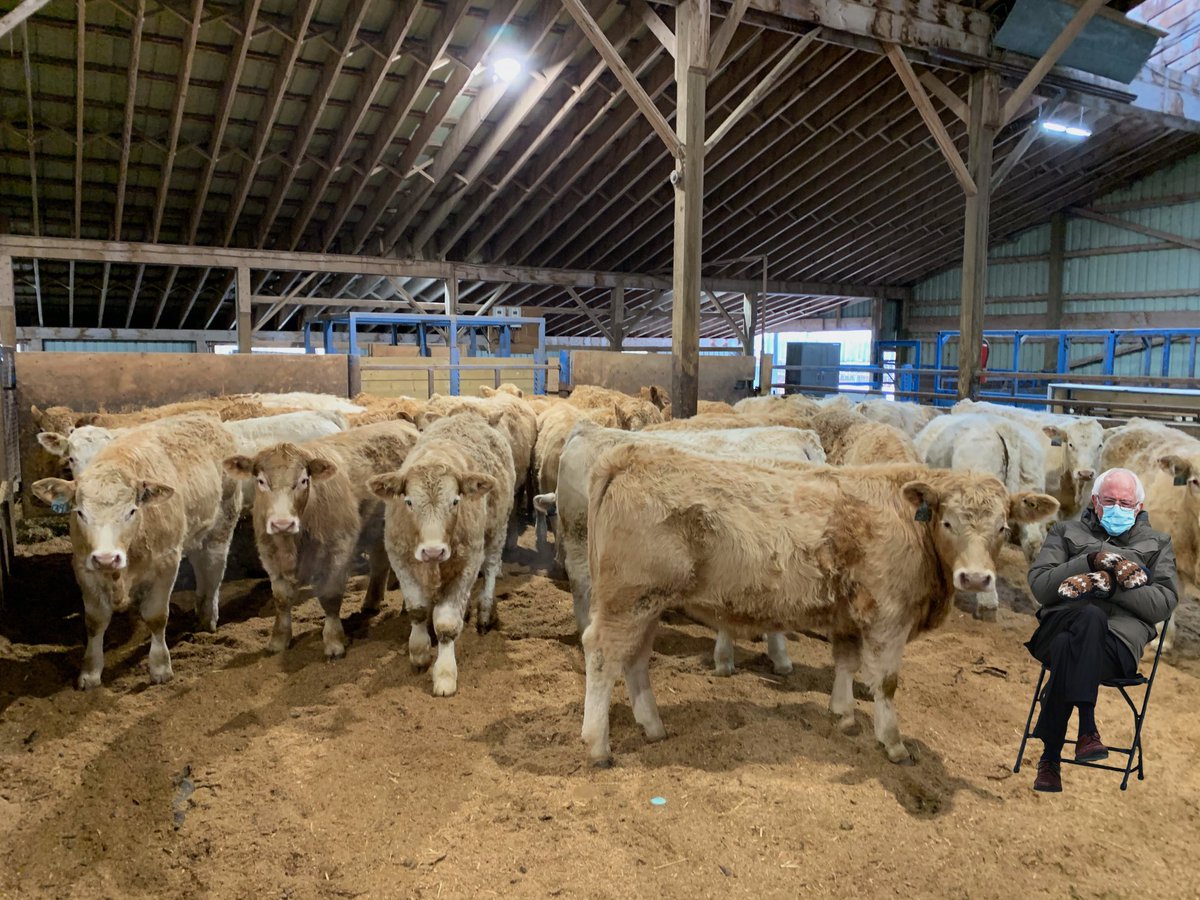 Had some steers in from the west today #ontag
