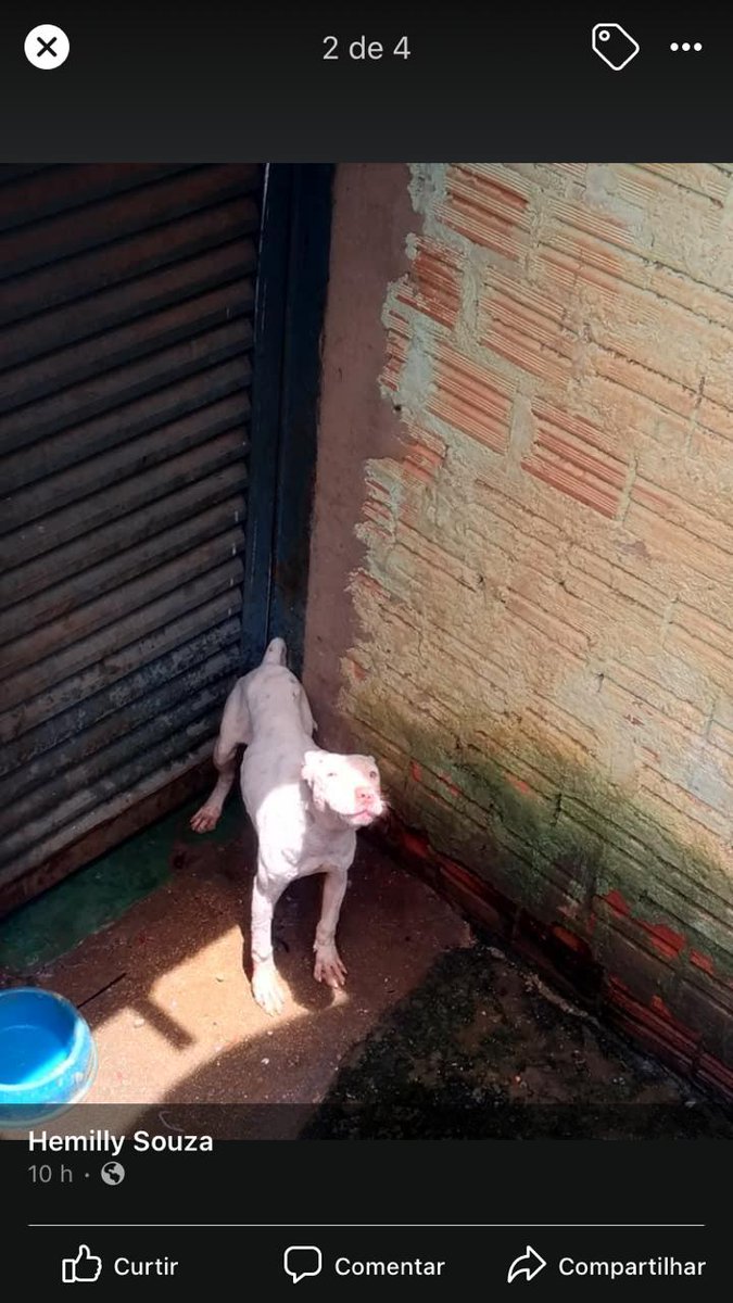 ONG que cuida de animais vítimas de maus-tratos está sendo despejada de casa em Palmas, Tocantins