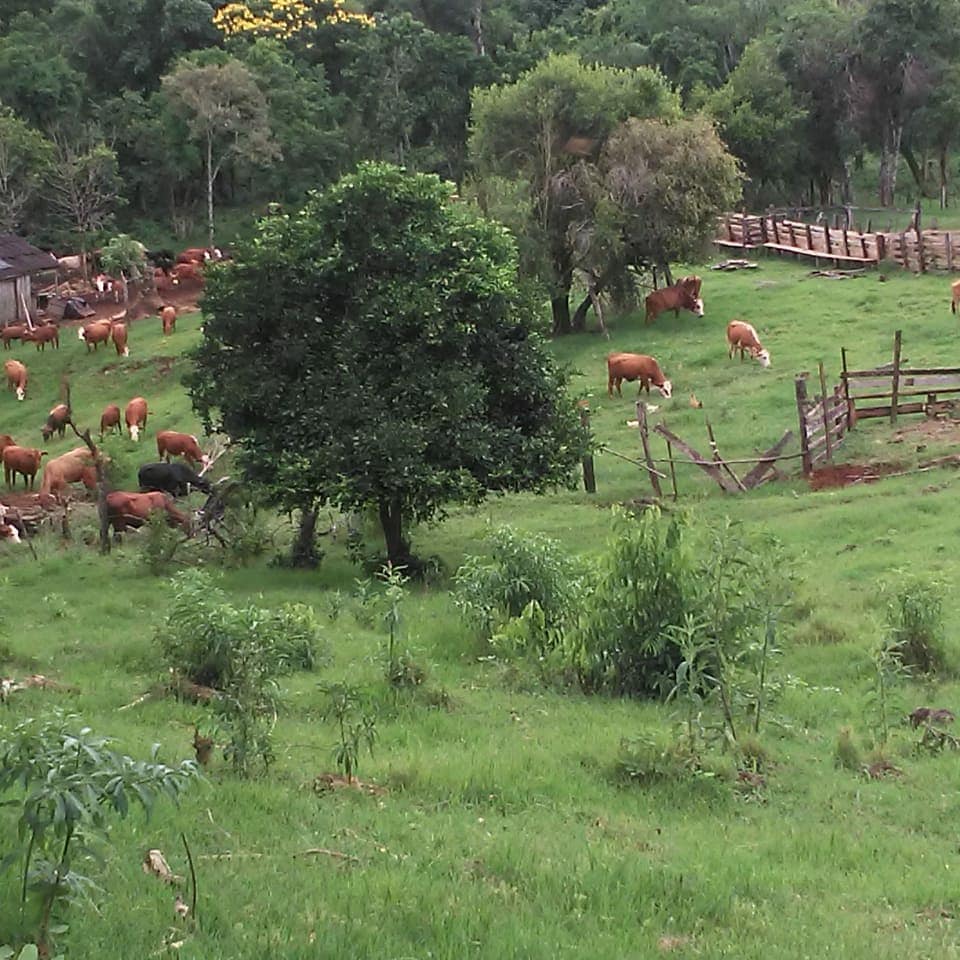 CarlosJ66476213's tweet photo. #MISIONES HERMOSA #SENASA #CORMIS #SANIDAD #ANIMAL #COOPERATIVA #URUTAU #Gran trabajo #Equipo Graciasss . https://t.co/wxgo4ippOU