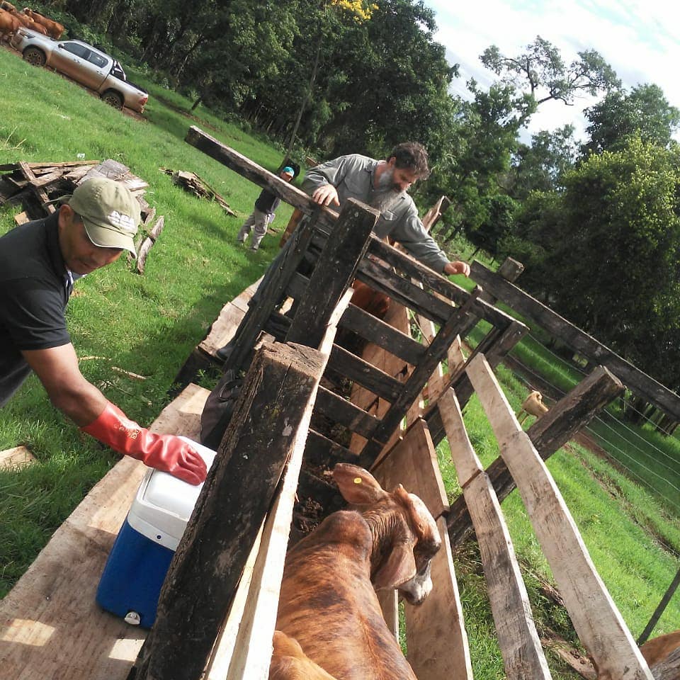 CarlosJ66476213's tweet photo. #MISIONES HERMOSA #SENASA #CORMIS #SANIDAD #ANIMAL #COOPERATIVA #URUTAU #Gran trabajo #Equipo Graciasss . https://t.co/wxgo4ippOU