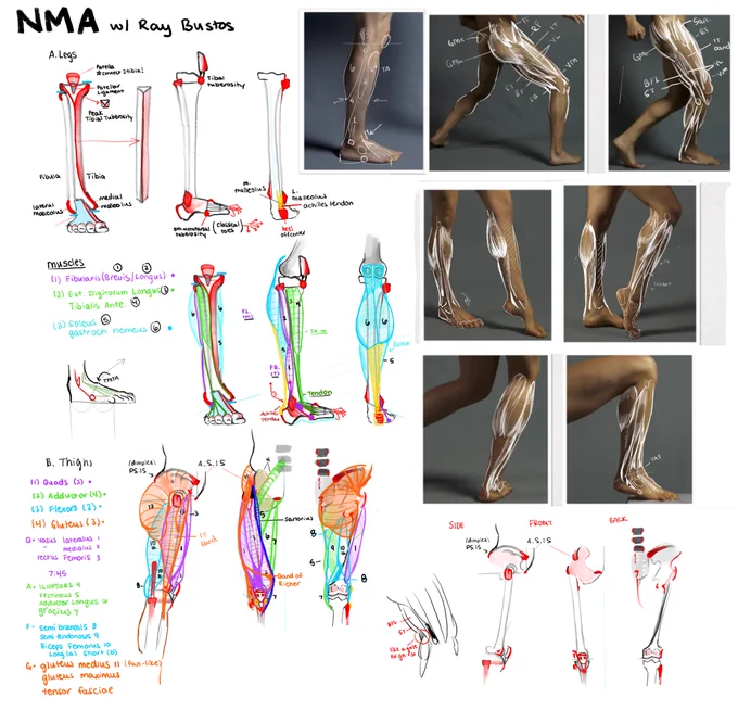 My anatomy notes from this week! 