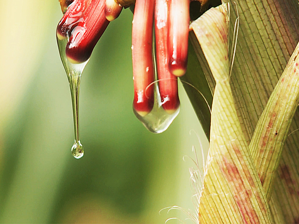 A postdoctoral position is available in the Dept. of Plant Sciences to breed, evaluate and carry out genetic studies of nitrogen fixation in landraces of maize. Click here for more information: ow.ly/yg5950Dg6tu

#jobalert #plantbreeding #research #ucdavis