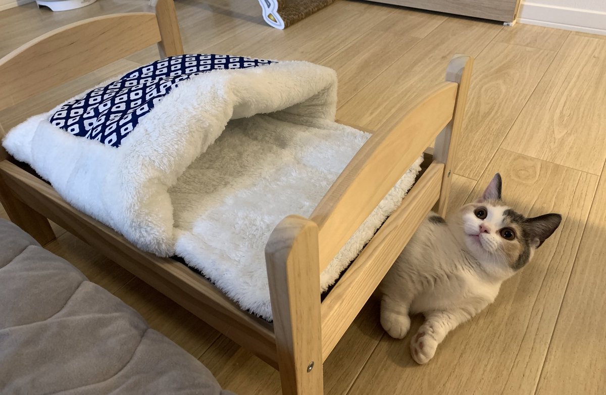 Ikeaの人形用ベッドと3coinsの布団組み合わせて猫用ベッドにした 違う そうじゃない 得意げなお顔ジワる Togetter