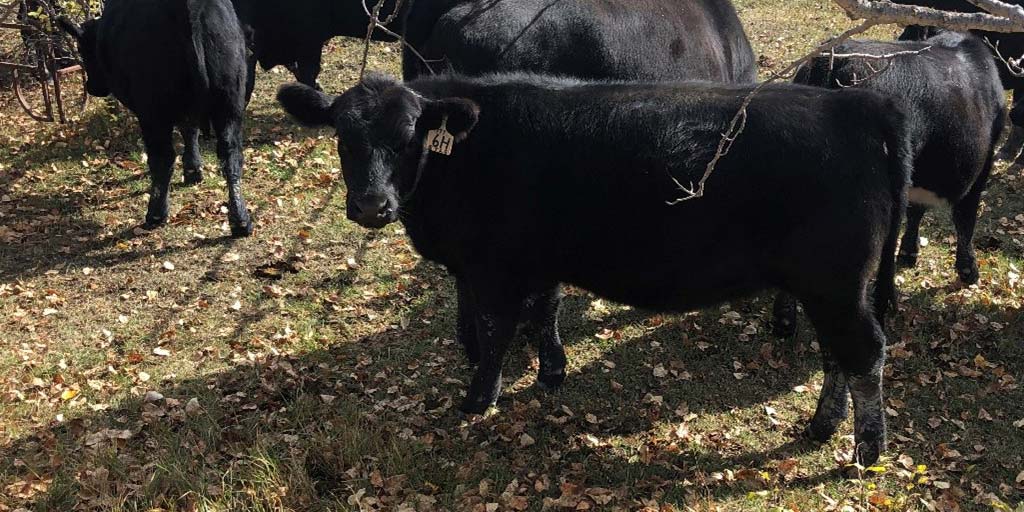 #LivestockPriceInsurance ?  Lock in a floor price for peace of mind. #WLPIP wlpip.ca