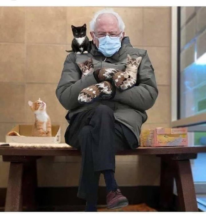 Picture of Bernie Sanders sitting on a bench surrounded by and holding several kittens