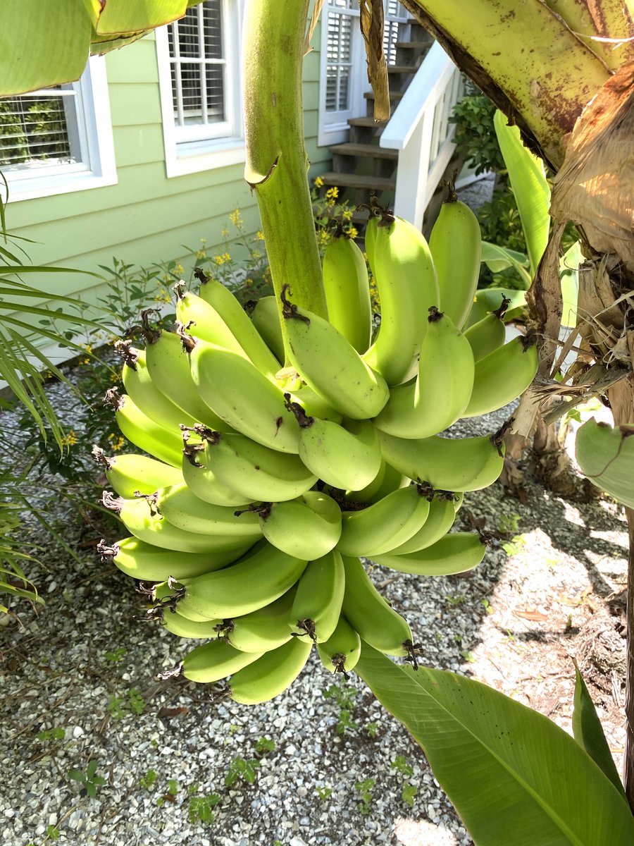 Gulfside Resorts tweet media