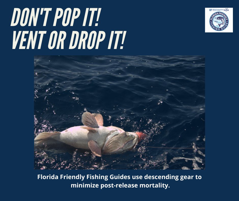 FloridaSeaGrant's tweet photo. #FLFriendlyFriday Tip: If you catch a fish you are not going to keep, help it survive and get back to the deep! โฌ๏ธ ๐
Find careful handling points & more barotrauma info at: https://t.co/ngtrzgxXLn @NCBS_UF_IFAS @UF_IFAS https://t.co/uwlJ24Esmo