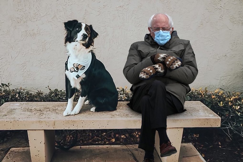DogsofInstagram's tweet image. When you show up to the park wearing matching mittens...

Now you too can get the Bernie Mittens look! These LIMITED EDITION Bernie Mittens dog bandanas are handmade by @designedimpulseco and available through our web shop!
~Link in bio~ #berniemittens #berniesits #dogsoftwitter