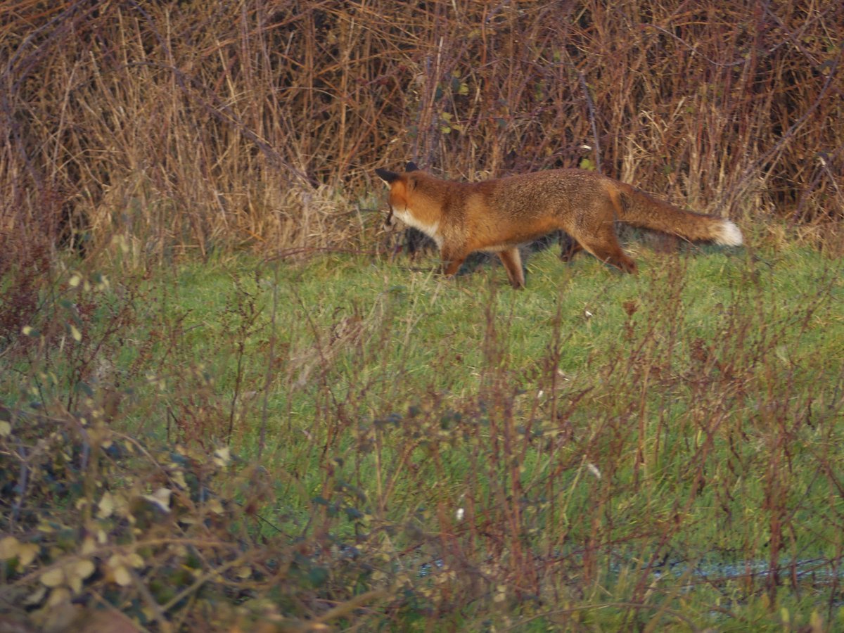 Wild_NEScot's tweet photo. One less mouse @wildlifebcn Upwood Meadows today... #FridayFox #FoxOnFriday #winterwatch #notreallyahashtag @Mammal_Society @BBCSpringwatch @greatfen https://t.co/t44jRMlyHe