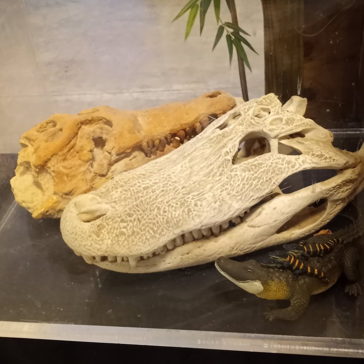 DrakeFowler16's tweet image. 