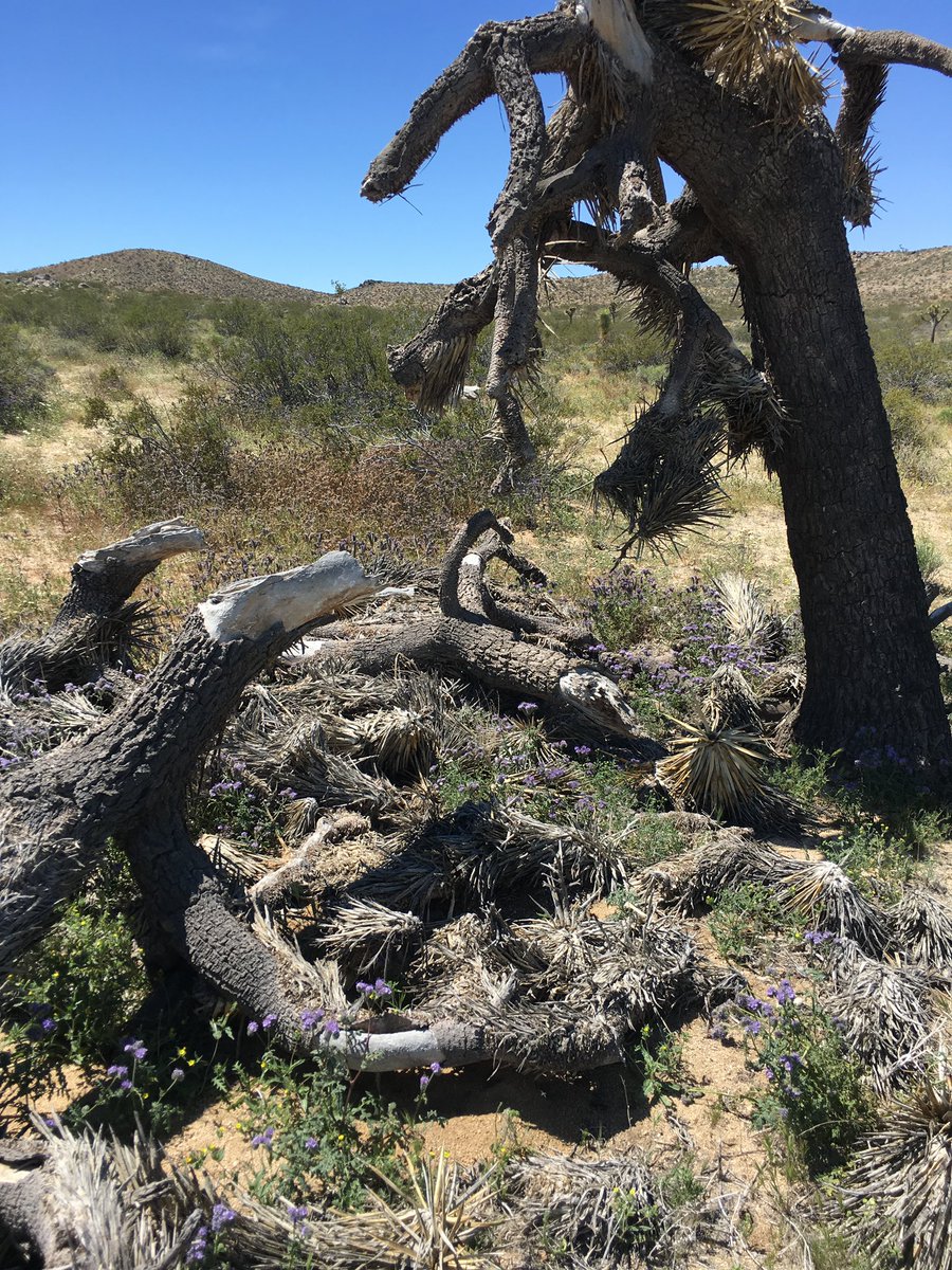For this reason it’s important to not disturb areas like this. And consider leaving leaf litter, downed branches, and other debris in its place, even in your own yard. These micro habitats are important for wildlife and even serve as nurseries for germinating plants.